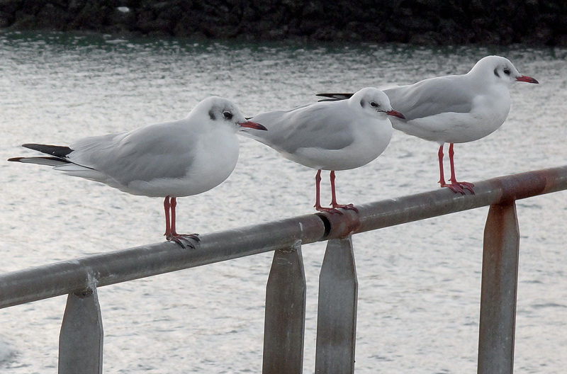 Bretagne 09-2012 IMG_2031 als Smart-Objekt-1 Kopie.jpg - Die Möwen ziehen schon den Kopf etwas ein - es wird kälter, nur noch 14 Grad. 